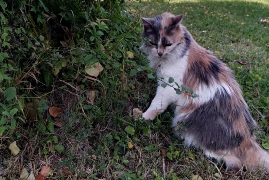 Alerta desaparecimento Gato Fêmea , 17 anos Paris France