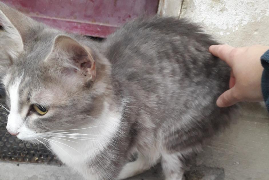 Alerta descoberta Gato Fêmea Paris France